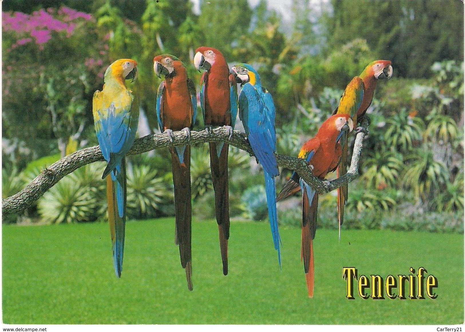 CPM. PERROQUETS. TENERIFE. - Oiseaux