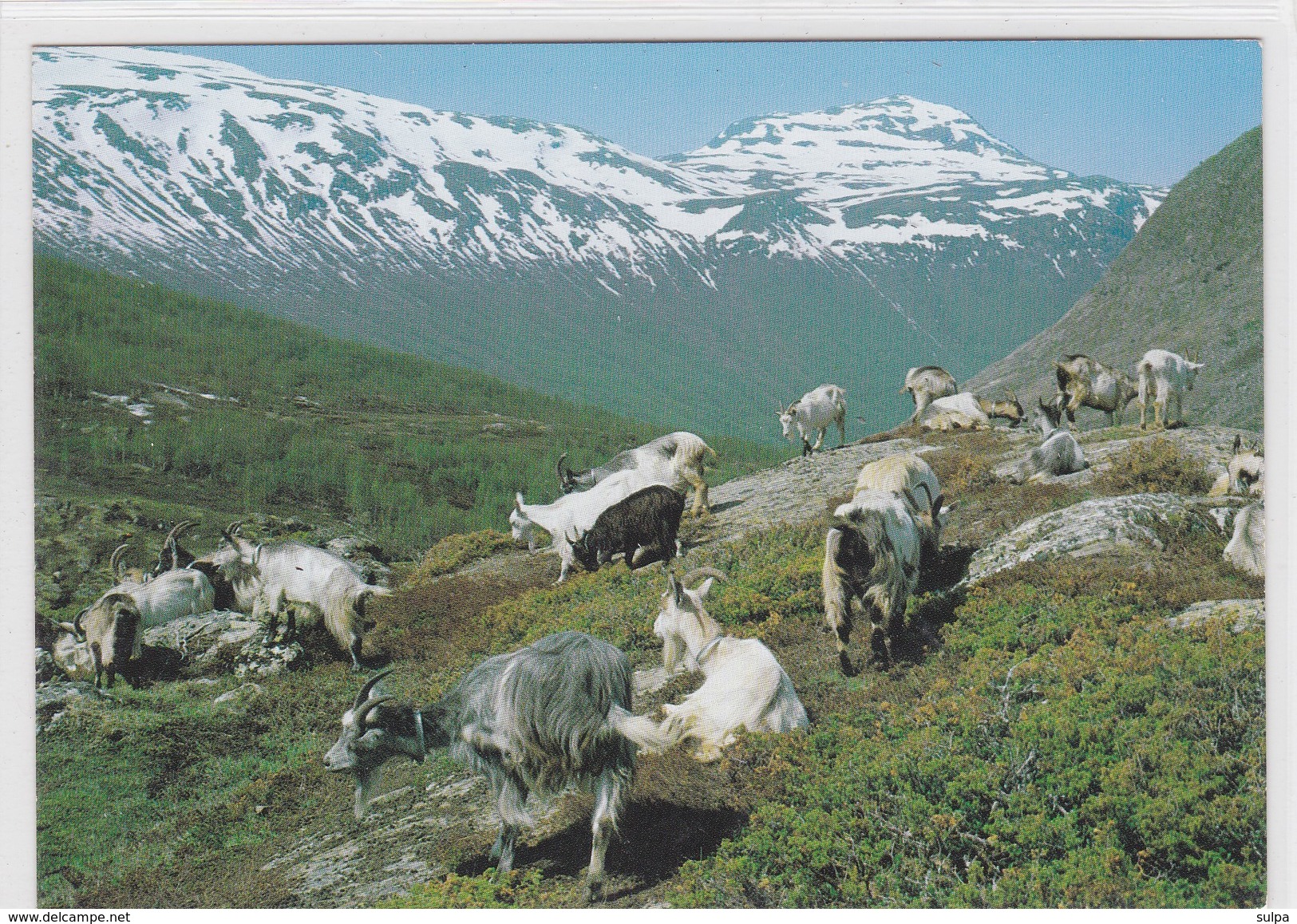 Chèvres / Ziegen / Goats. Troupeau De Chèvres à La Montagne. Norvège - Autres & Non Classés