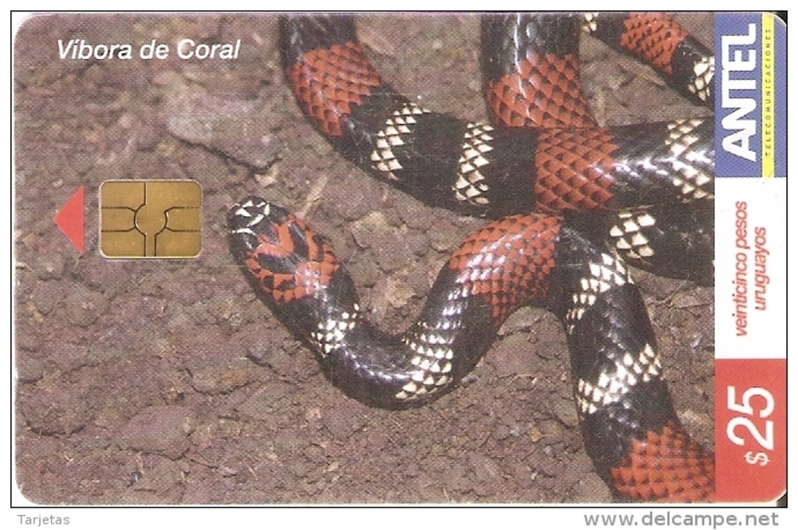 Nº 340 TARJETA DE URUGUAY DE UNA VIBORA DE CORAL (SERPIENTE-SNAKE) - Uruguay