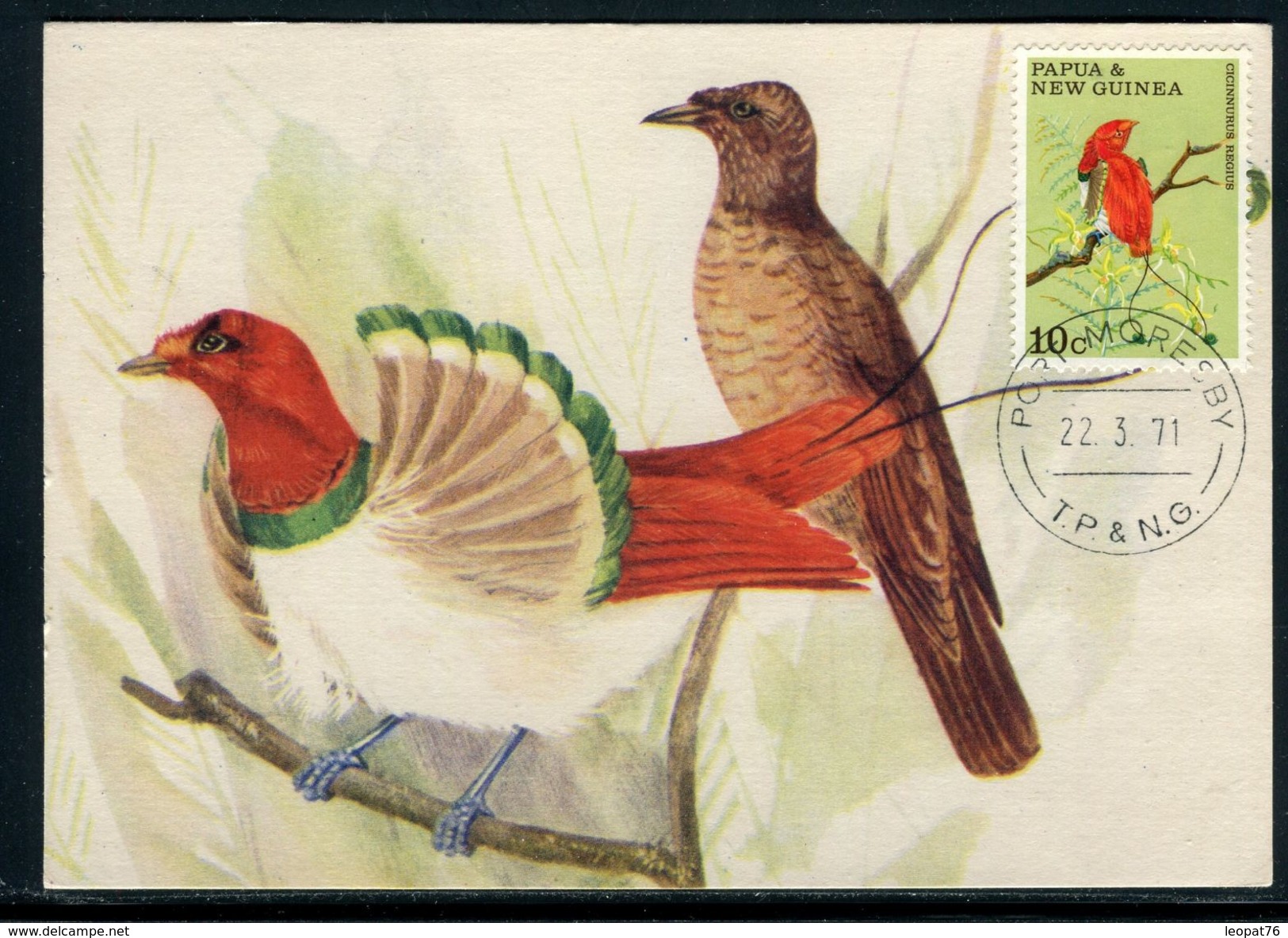 Papouasie Nouvelle Guinée - Carte Maximum 1971 - Oiseau - Papouasie-Nouvelle-Guinée