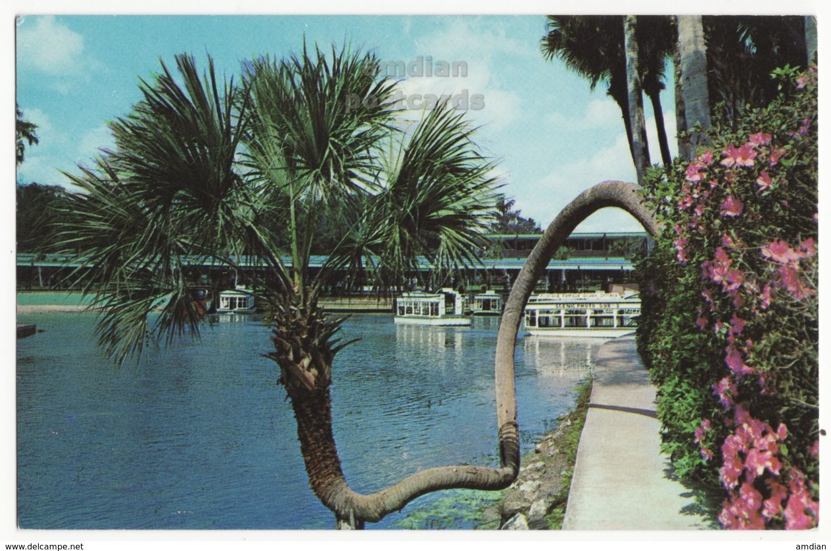 USA, Silver Springs Florida FL, Crooked Palm, Glass Bottom Boats, Unused 1960s Vintage Postcard - Silver Springs