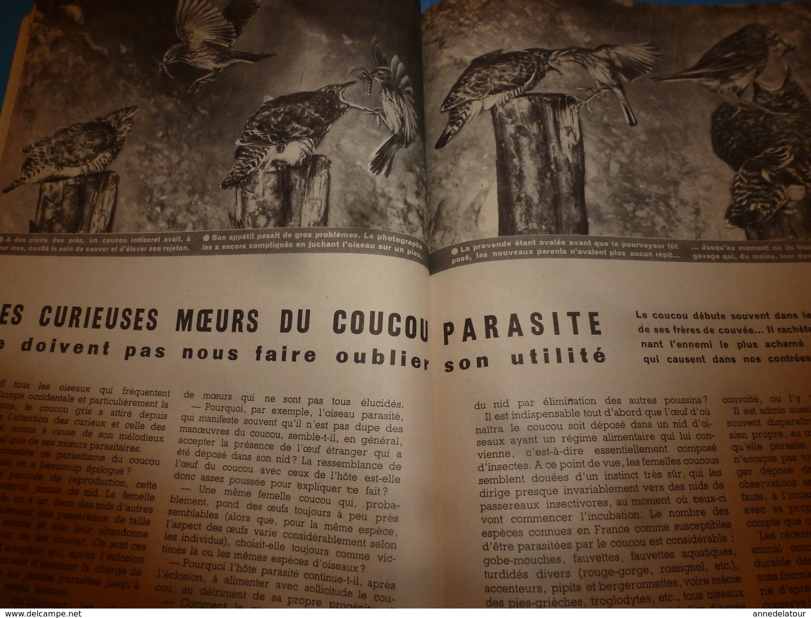1953 SCIENCE Et VIE  N° 427--->Le Canal De Saint-Laurent; Les Curieuses Moeurs Du COUCOU Parasite Mais Utile; Etc - Science