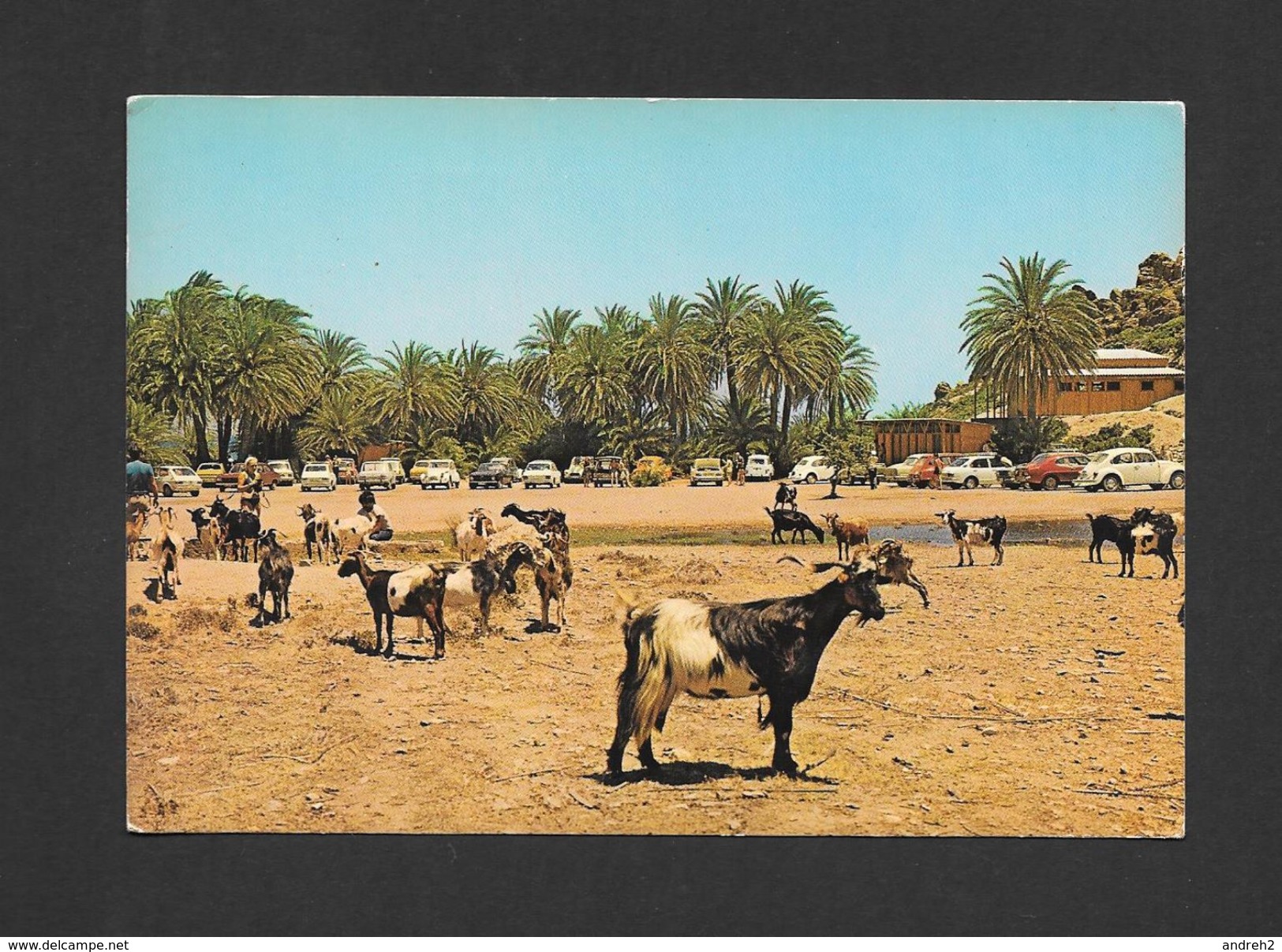 ANIMAUX - ANIMALS - CHÈVRES - UNE VUE PITTORESQUE DU PALMIER - PAR DELTA - Autres & Non Classés