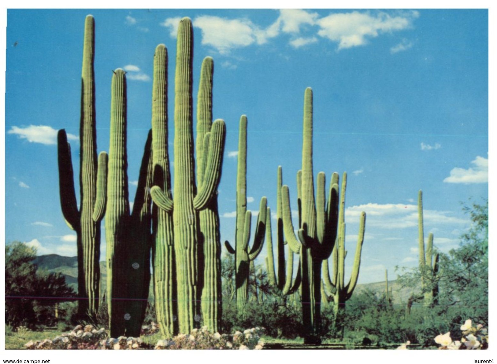 (105) USA - Cactus - Cactusses