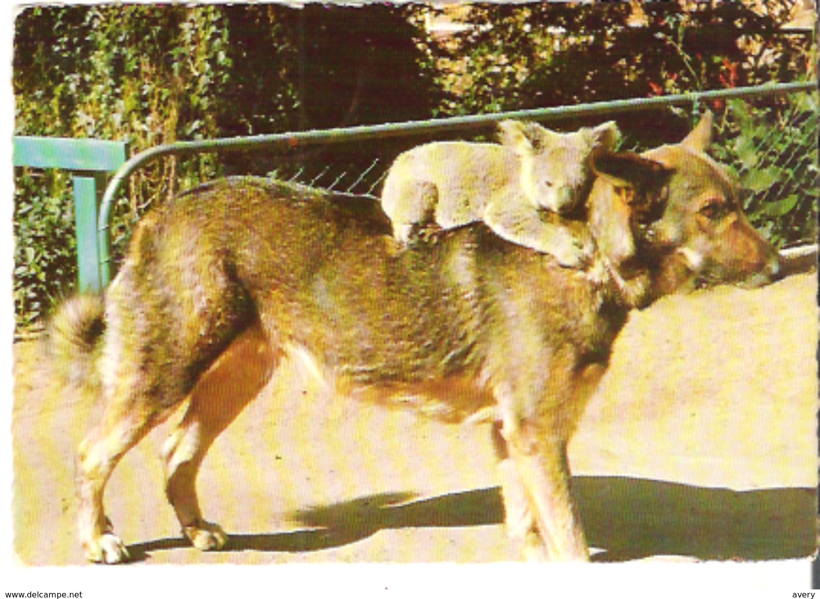 Animal Taxi Koala Bear Riding On A German Shepherd, Animal Samctuary, Brisbane, Australia - Brisbane