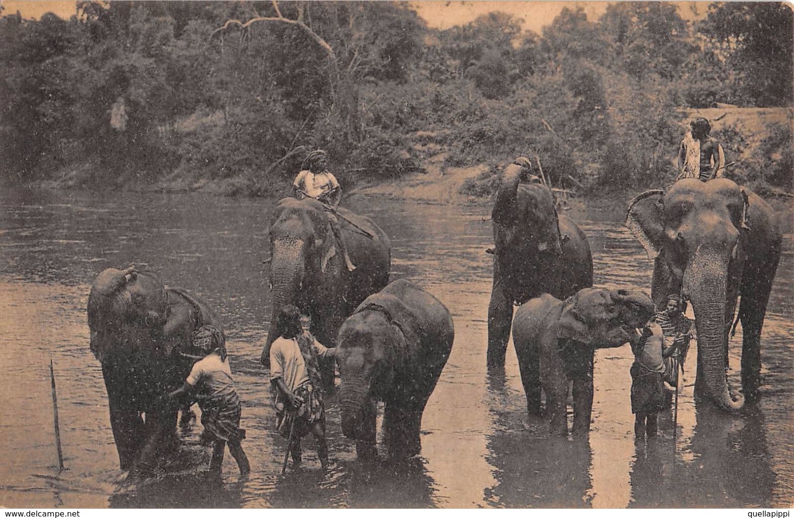 D6243 "SRI LANKA - TEMPLE ELEPHANTS AT KATUGASTOTA" ANIMATA, ELEFANTI.  CART  NON  SPED - Sri Lanka (Ceylon)