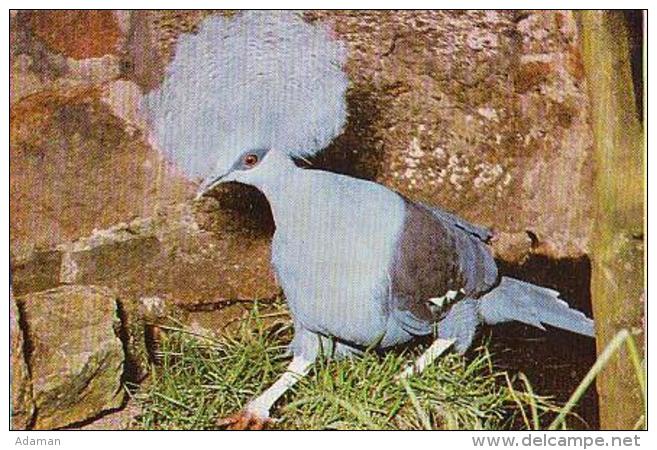 Oiseau   H156             Jersey. Blue Crowned Pigeon - Oiseaux