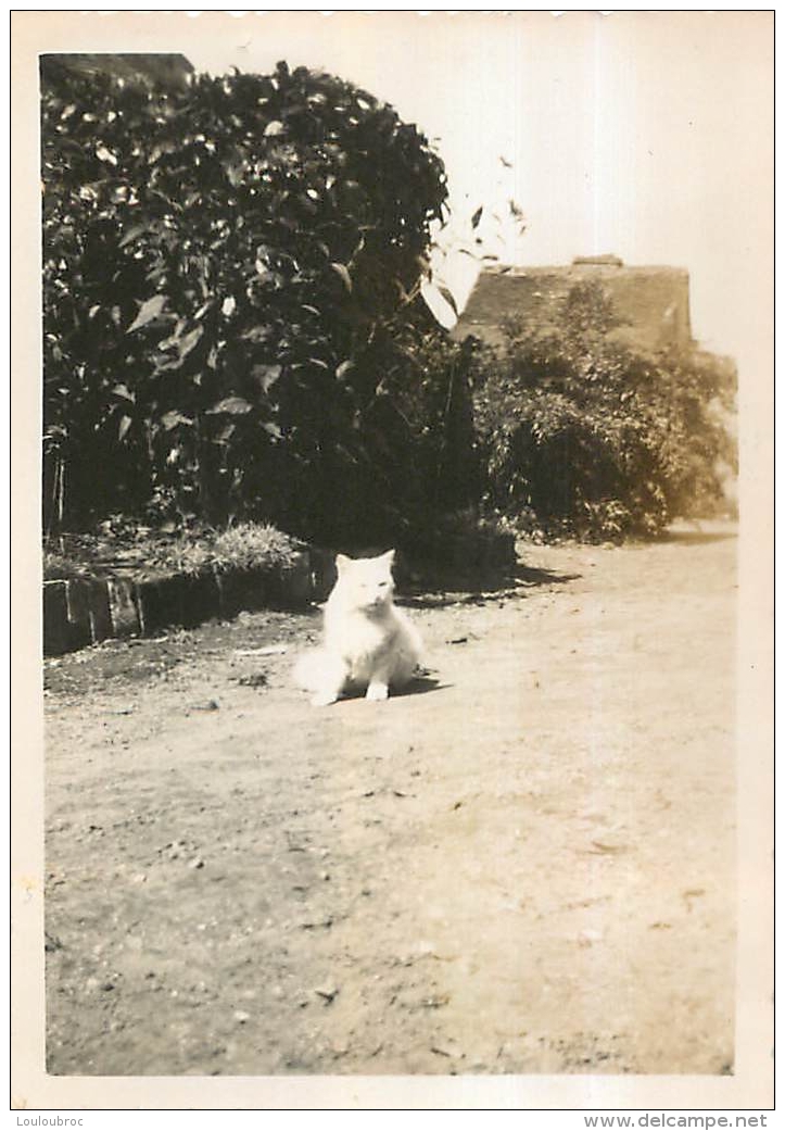 PHOTO  AVEC CHAT  BLANC   FORMAT 8.50 X 6 CM - Autres & Non Classés