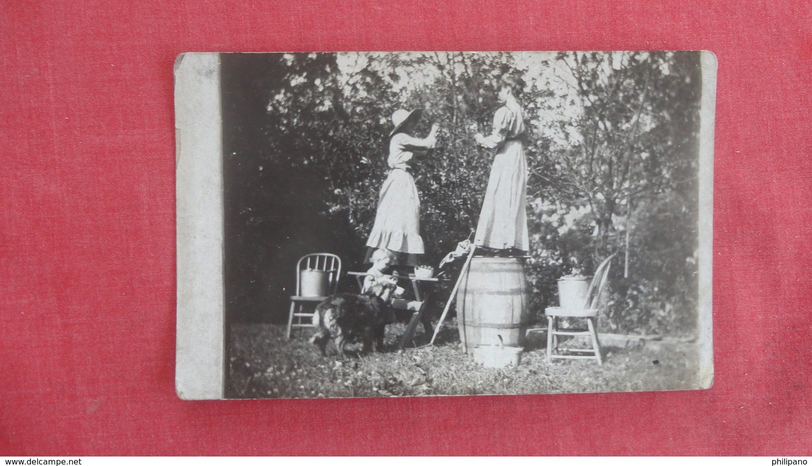 RPPC  Females Picking Cherries  Child With Large Animal  Ref 2648 - To Identify