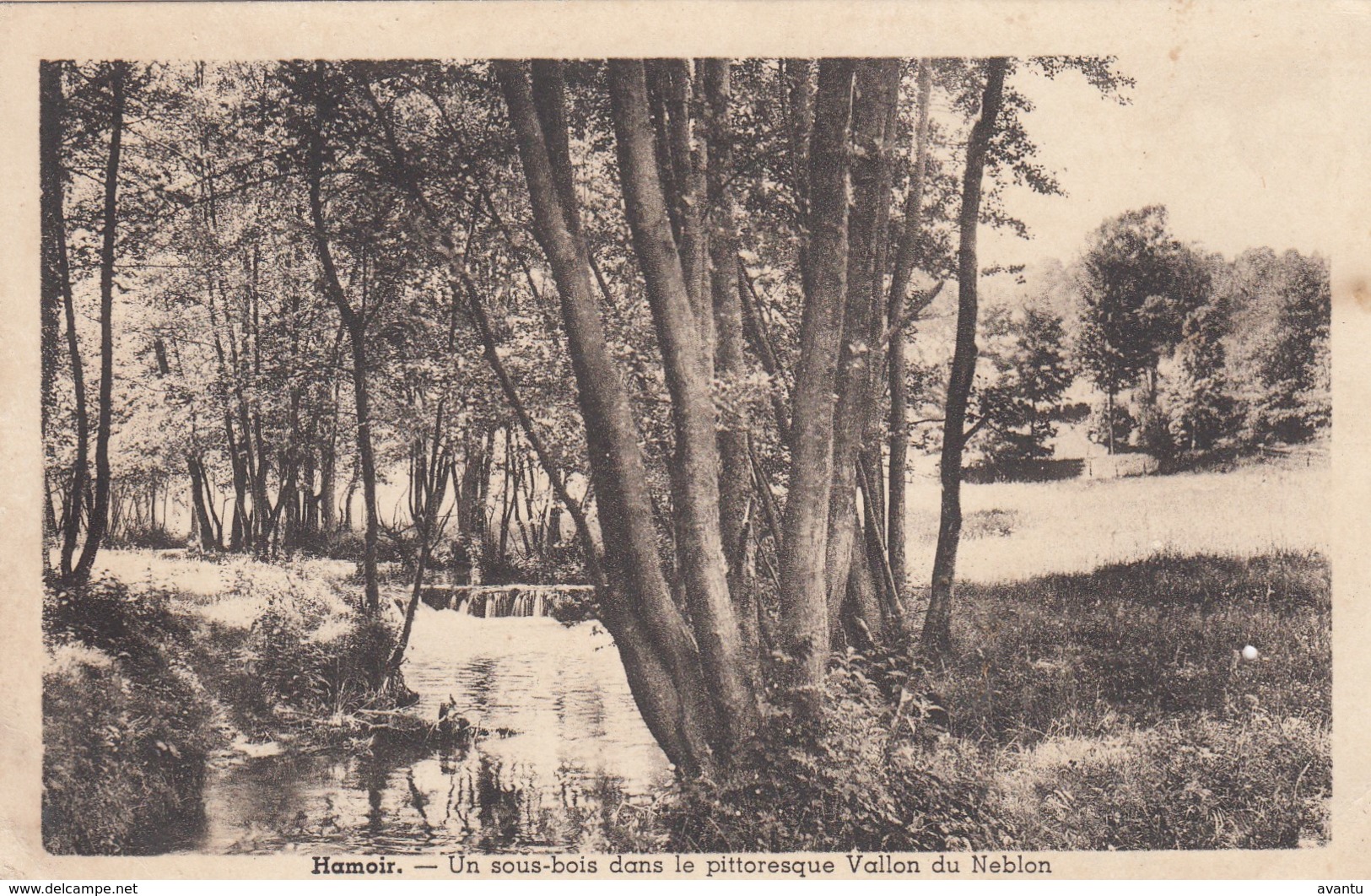 HAMOIR / LIEGE / VALLEE DU NEBLON / UN SOUS BOIS - Hamoir