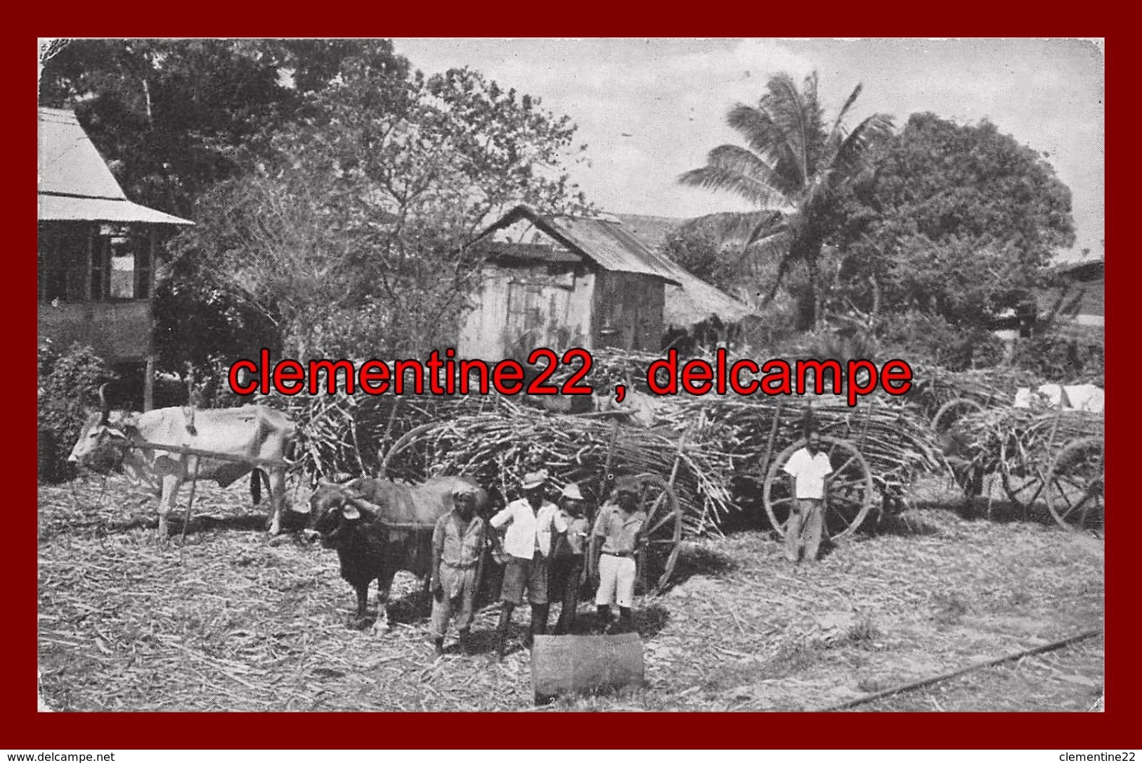 Trinidad , Sugar Cane Awaiting Transport To The Factory   ( Scan Recto Et Verso ) - Trinidad