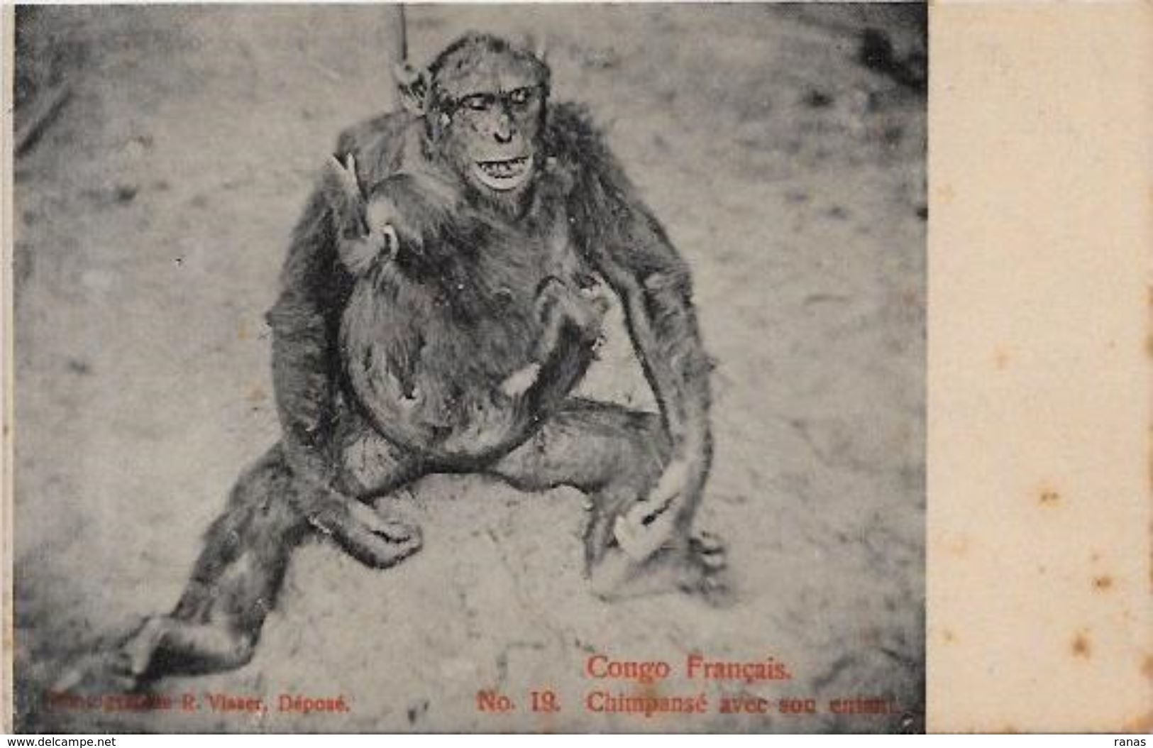 CPA Chasse Afrique Noire Chimpanzé Non Circulé Congo - Non Classificati