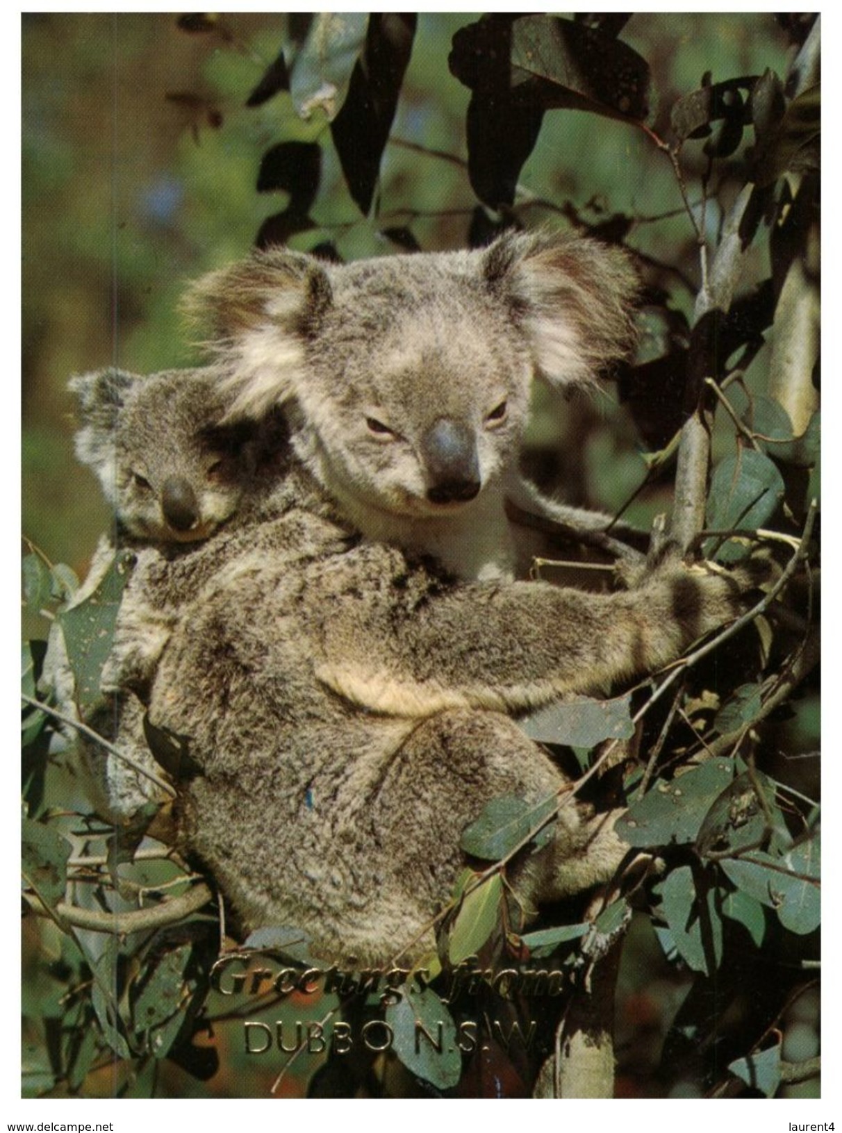 (270) Australia - NSW - Dubbo And Koala Bears Greetings - Dubbo