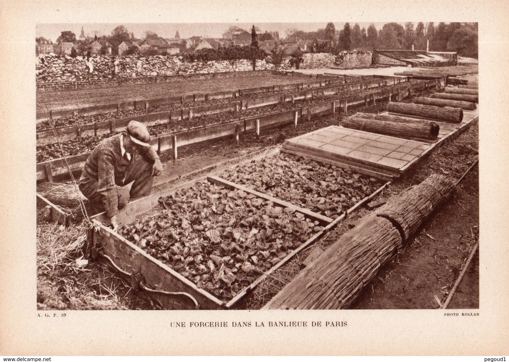 BANLIEUE DE PARIS. AGRICULTURE. CULTURES MARAICHERES. UNE FORCERIE. LOT 2 PHOTOS.  Achat Immédiat - Autres & Non Classés