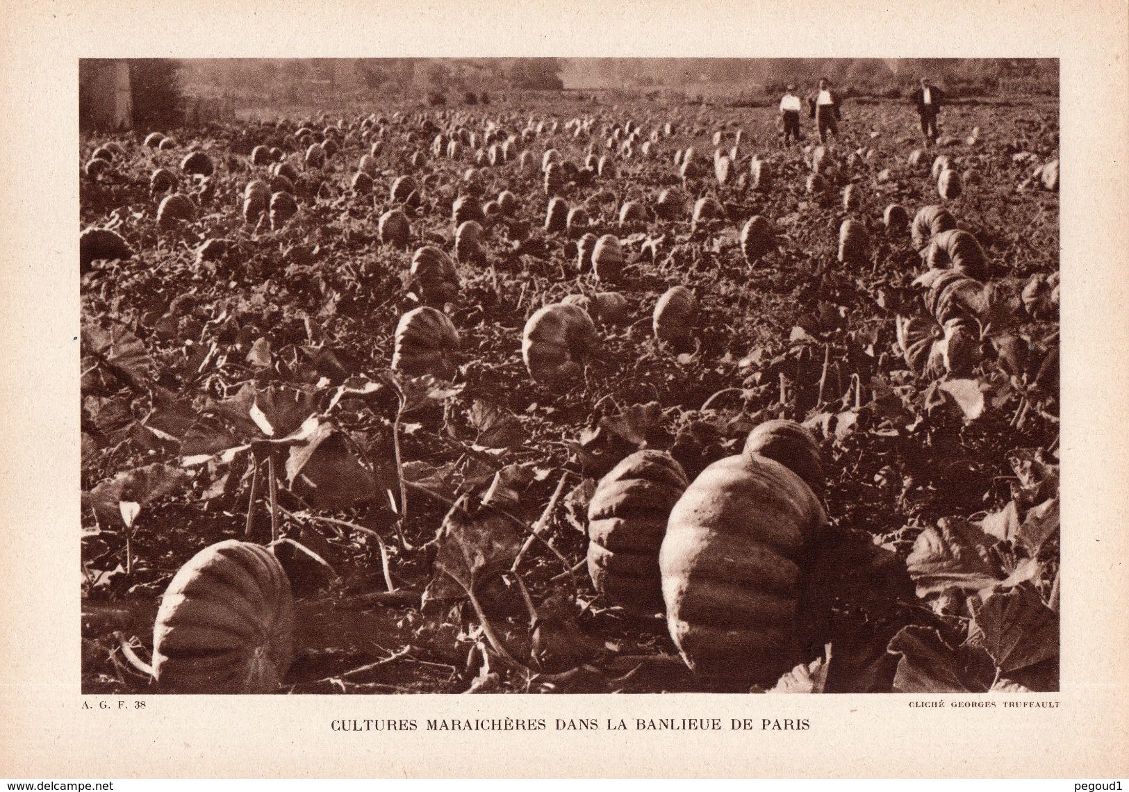 BANLIEUE DE PARIS. AGRICULTURE. CULTURES MARAICHERES. UNE FORCERIE. LOT 2 PHOTOS.  Achat Immédiat - Autres & Non Classés