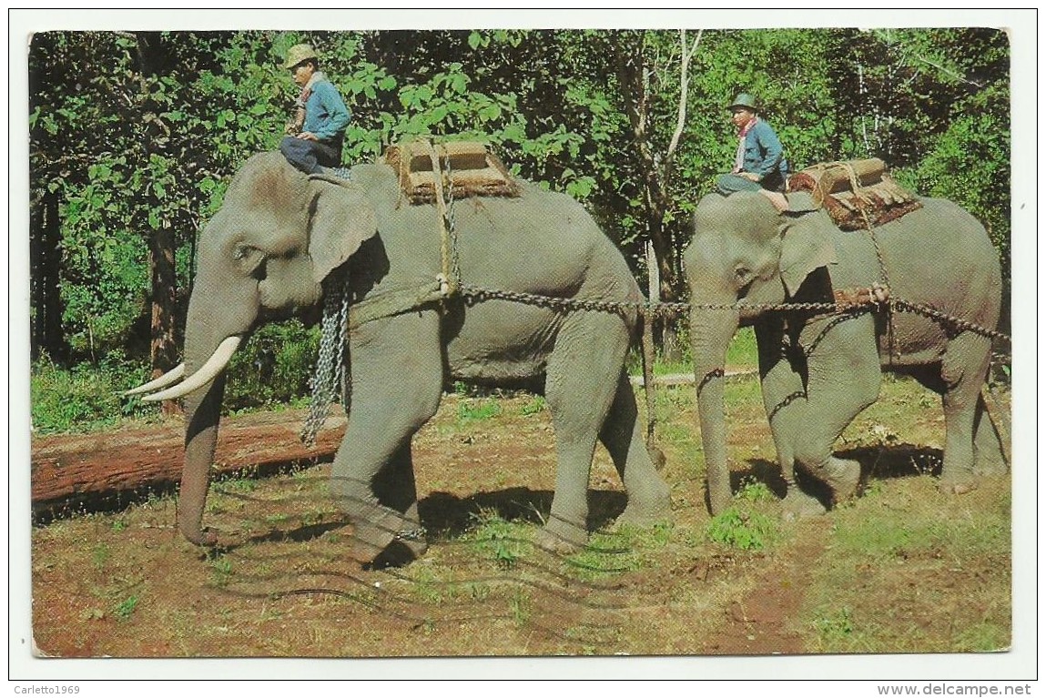 ELEPHANTS PREPARING FOR A PARADE IN THAILAND VIAGGIATA FP - Thailand