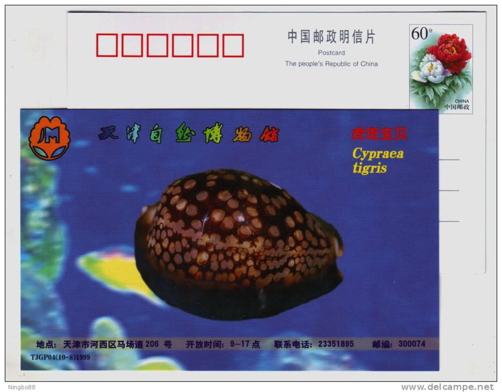 Cypraea Tigri,Tiger Cowrie Shell,seashell Conch,China 1999 Tianjin Nature Museum Advertising Pre-stamped Card - Coneshells