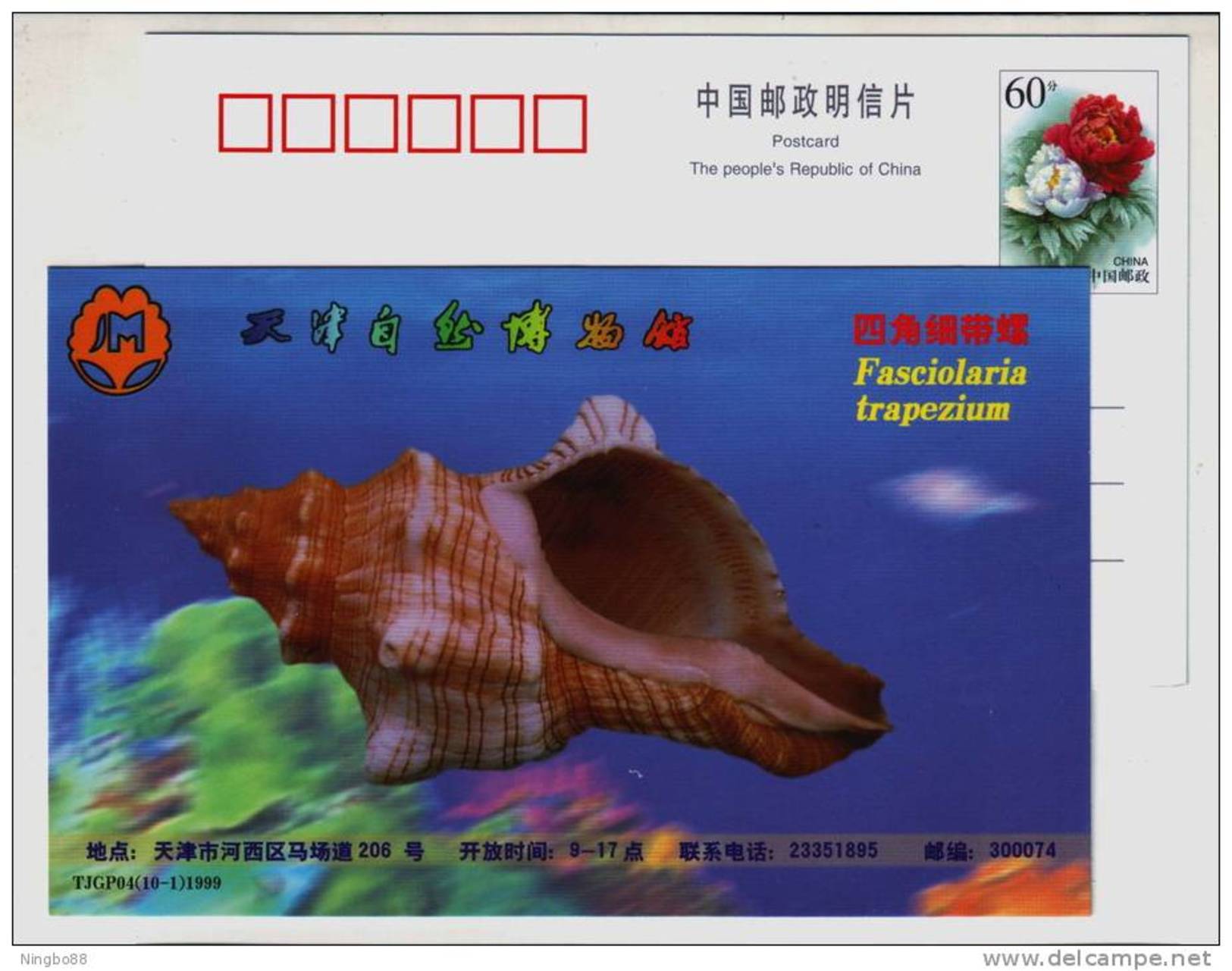 Fasciolaria Trapezium Trumpet Shell,seashell Conch,China 1999 Tianjin Nature Museum Advertising Pre-stamped Card - Coquillages