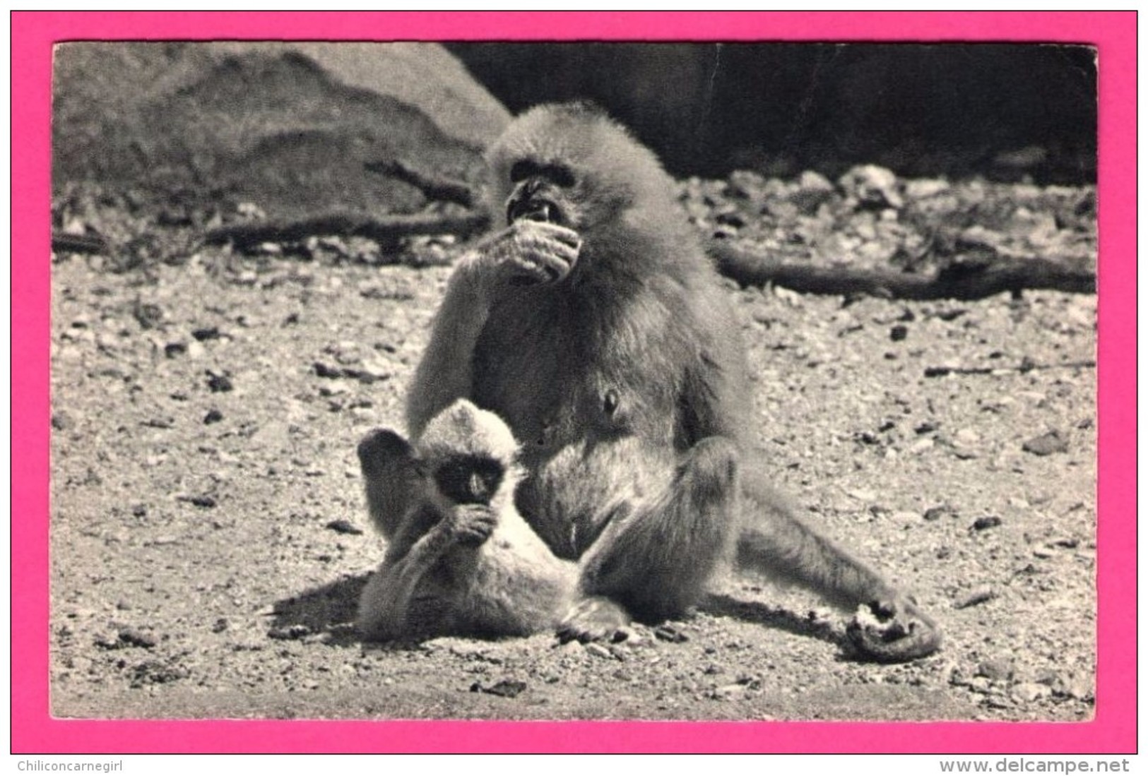 Comité National De L'Enfance - Gibbon Et Son Petit - Bois De Vincennes - DRAEGER - Monos