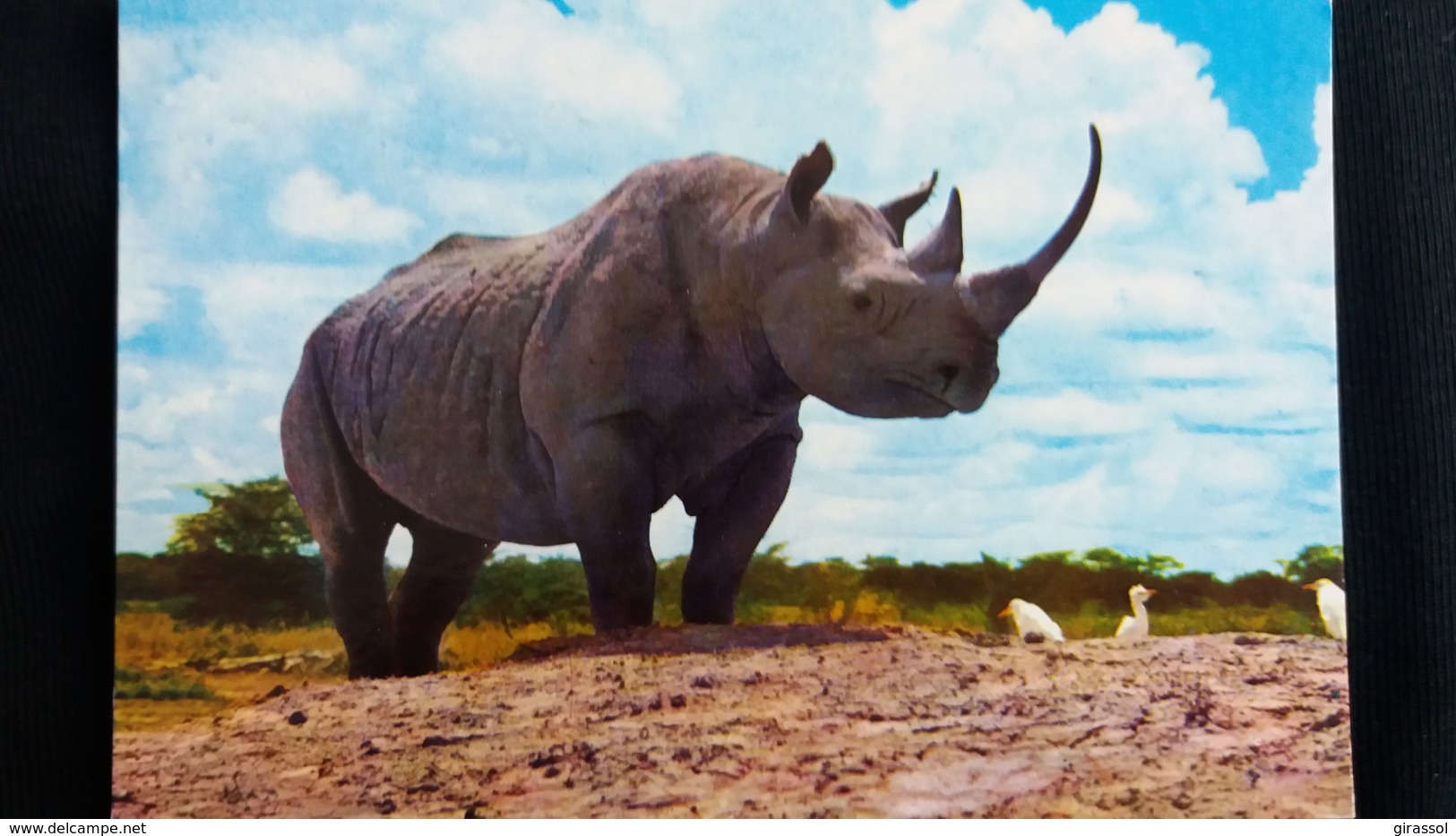 CPM AFRICAN WILD LIFE RHINOCEROS - Neushoorn