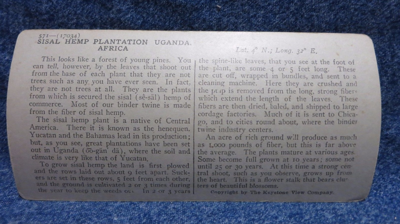 Africa Hemp Blossoming At A Plantation In Uganda Keystone Stereoview - Sonstige & Ohne Zuordnung