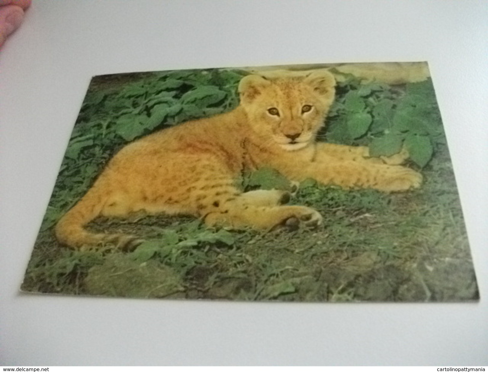 LEONE LION  CUB DIERELEWE  LEEUWELP - Leoni