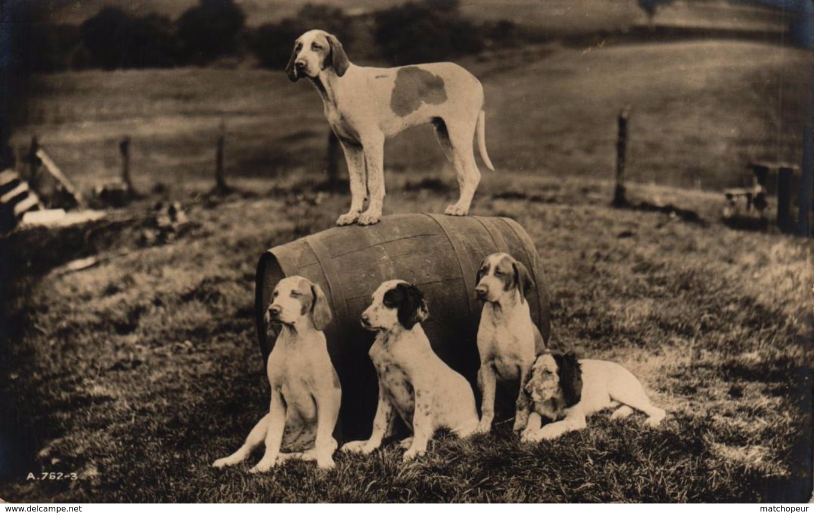 CPA PHOTO - CHIENS - TONNEAU - Hunde