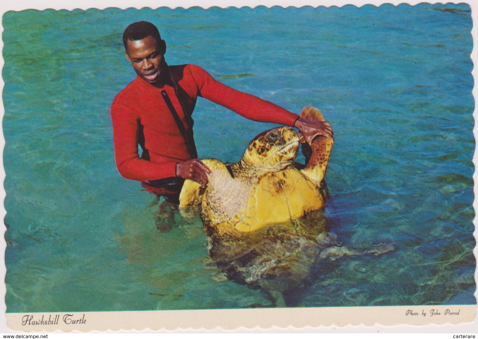 Commonwealth Des Bahamas,pays Anglophone,hawksbill Turtle,l´homme Et La Tortue,sauveteur,mer Des Caraibes,floride,cuba - Bahamas