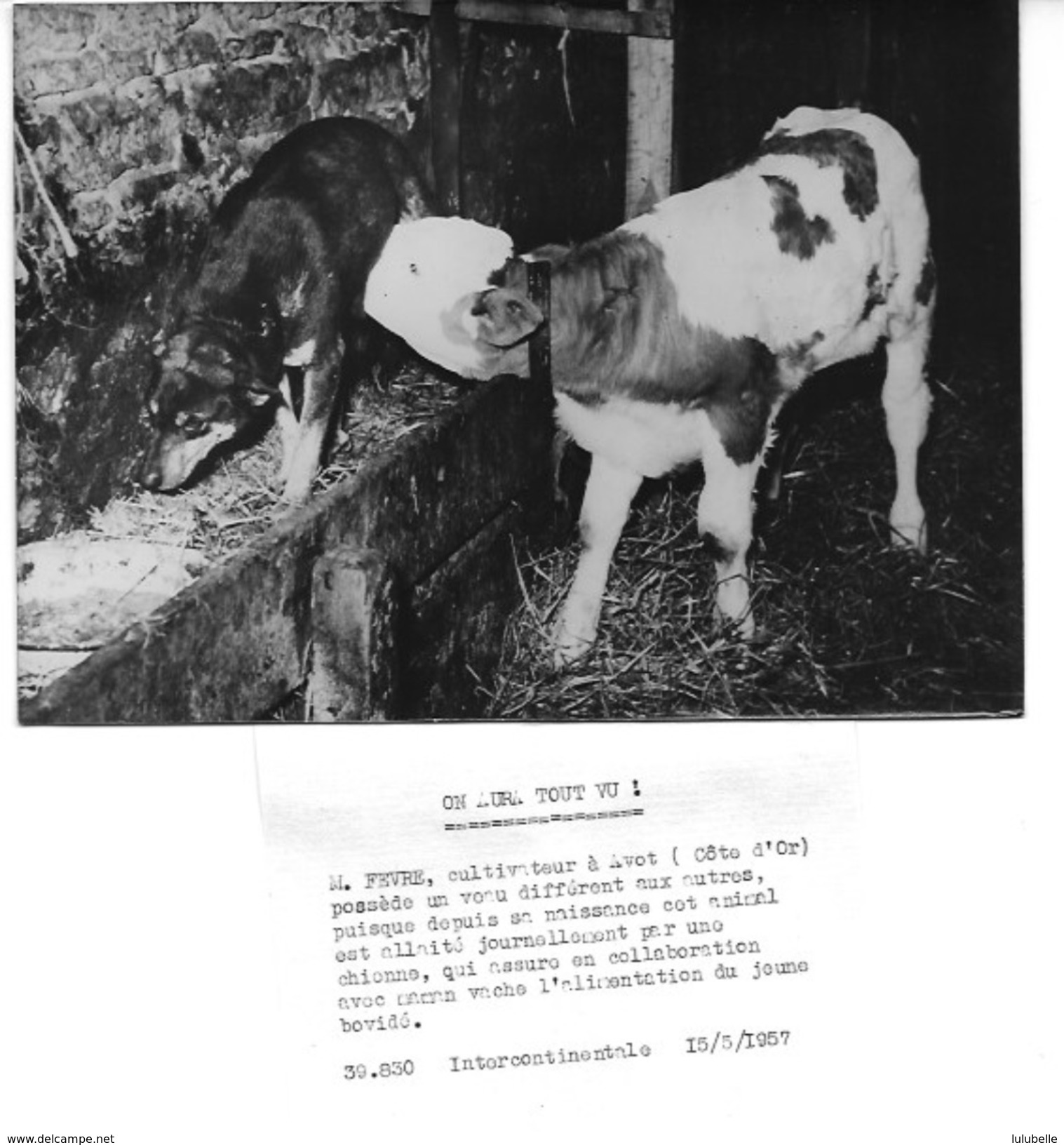 M. FEVRE CULTIVATEUR A AVOT (21) - SON VEAU ALLAITE PAR LA CHIENNE DE LA FERME -  2 PHOTOS DE PRESSE 15.05.57 - Métiers