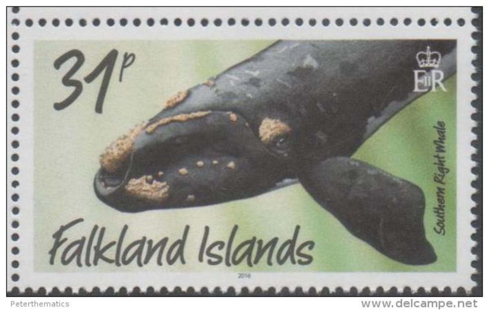 FALKLAND ISLANDS, 2016, MNH,WHALES, SOUTHERN RIGHT WHALE. ADDITION TO WHALE DEFINITIVE ISSUE,  1v - Whales