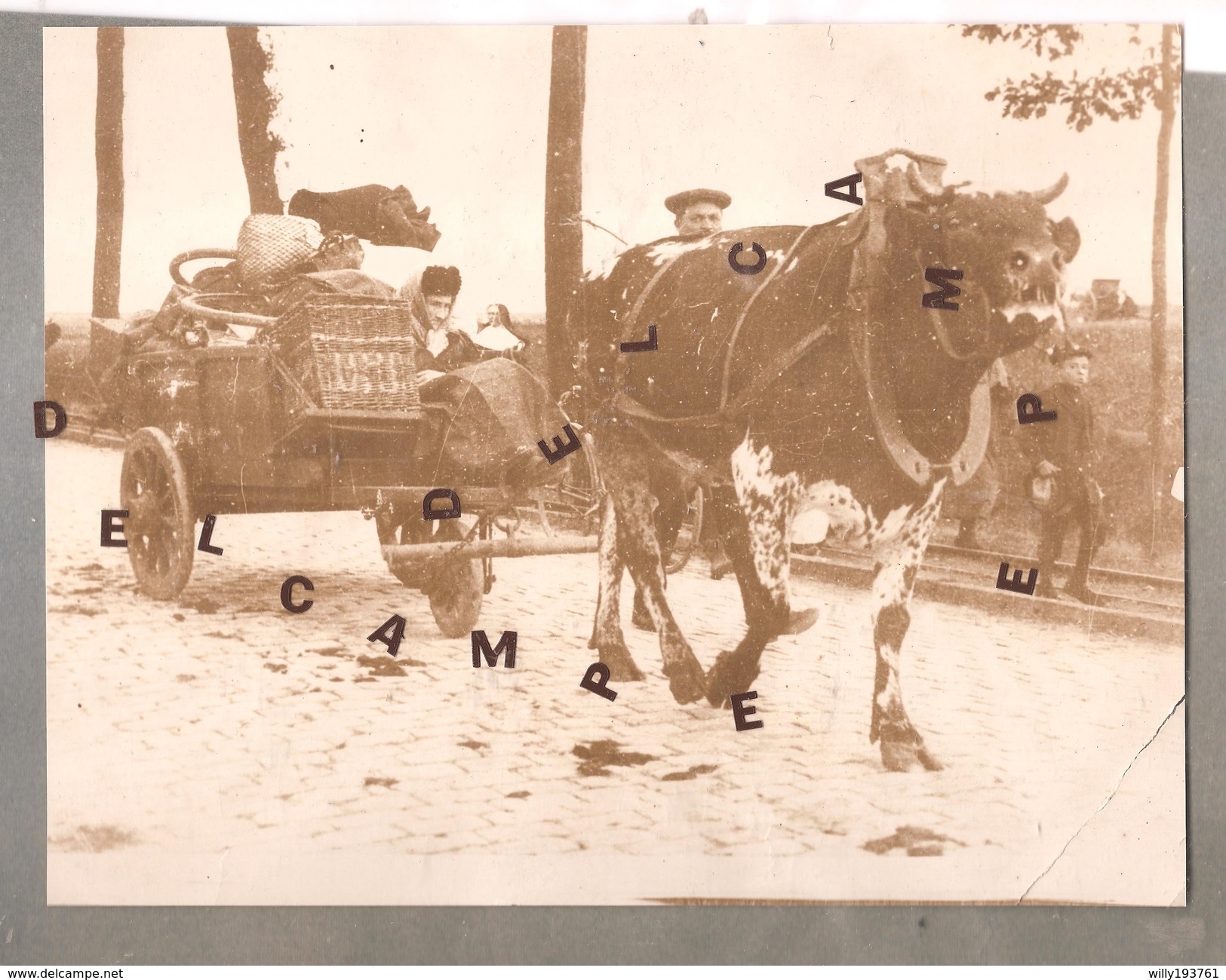 Foto Alost Aalst 1914 1918 Ossenwagen Oxcart Vluchtelingen Refugees Belgische Artillerie 240mm X 185 Mm - Aalst