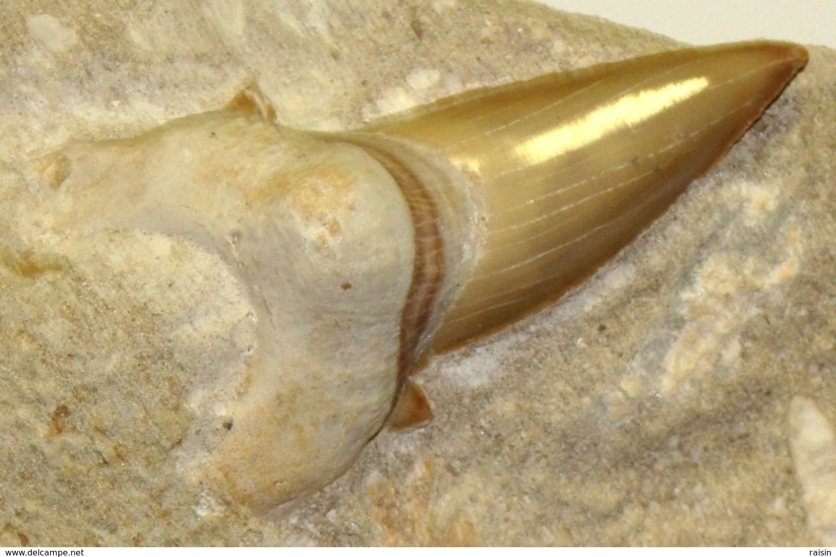 Dent De Requin Maroc (Mine De Khouribga)  Dent: 6 X 4 Cm  (12 X 9 X 6 Cm Avec Gangue)  Non Retouchée TBE - Fossils