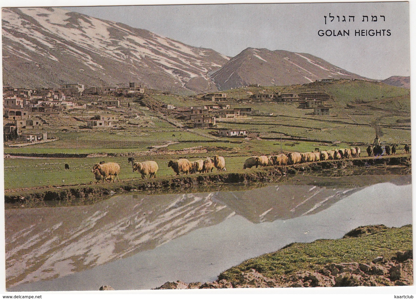 Golan Heights - The Druze Village Magdal Shams (Mt. Hermon) Village Des Druzes - Mountons/Sheep - (Israel) - Israël