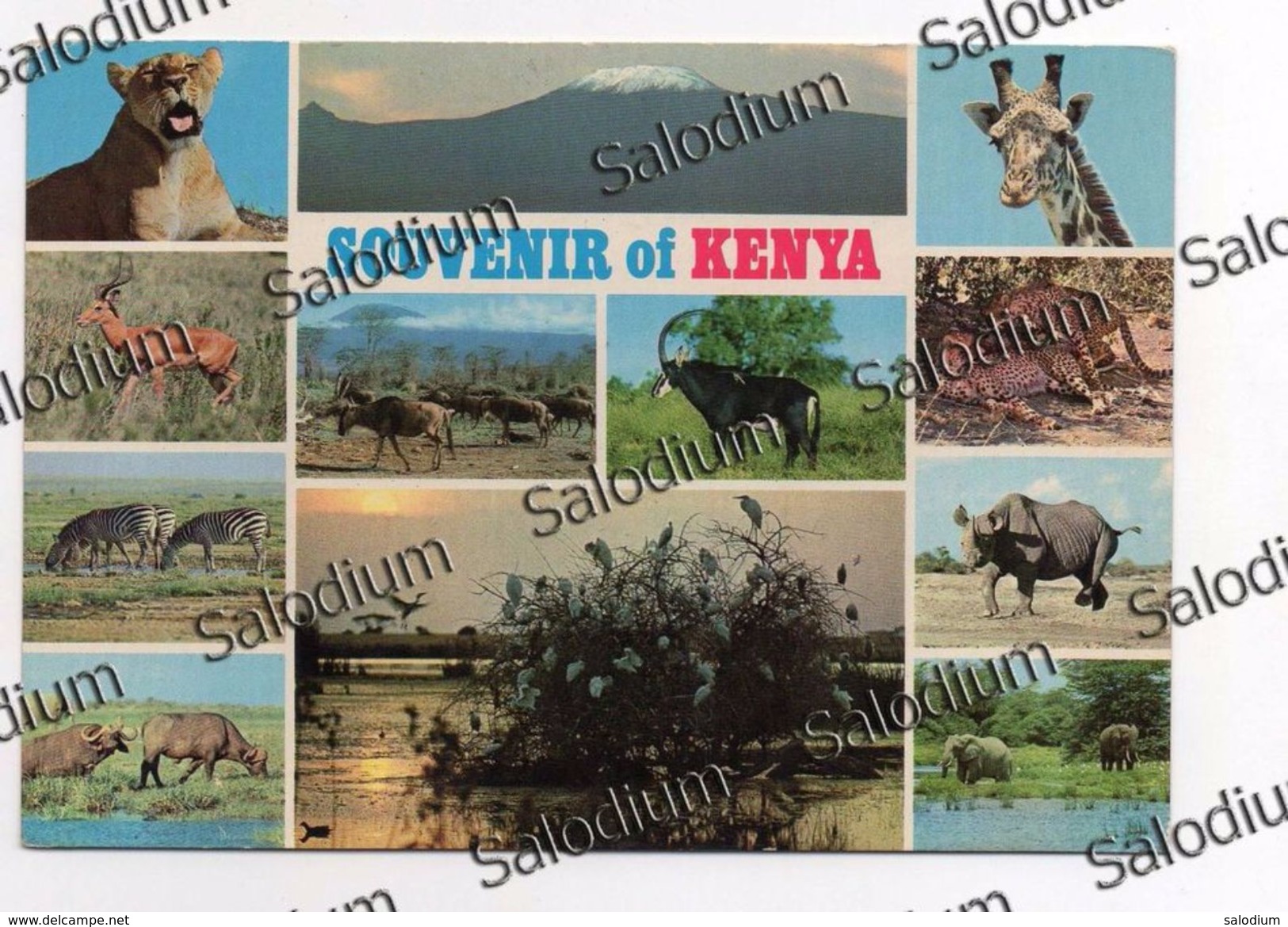 Wildlife Animal Snimals - Kenia - Africa - KENYA - Agate Amethyst Gemme - Storia Postale - Kenia (1963-...)