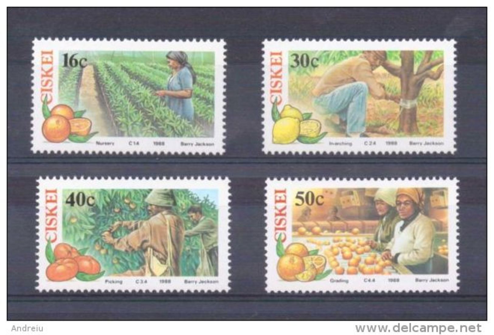 1988 Ciskei (South Africa) - Citrus Fruits Farming 4v., Oranges, Lemons, Plants, Agriulture, Michel 141/44 MNH - Landwirtschaft