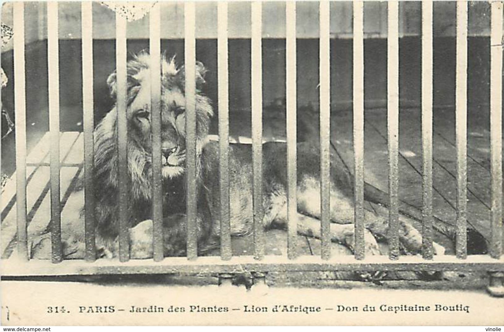 PIE 17-T-4554 : JARDIN DES PLANTES PARIS. LE LION D'AFRIQUE - Lions