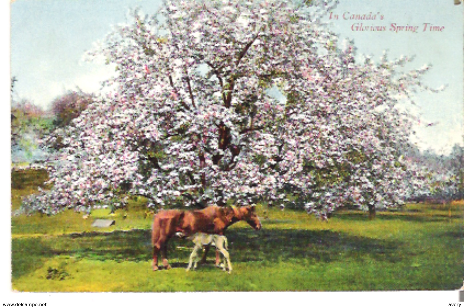 A Mother Horse And Colt  In Canada's Glorious Spring Time - Pferde