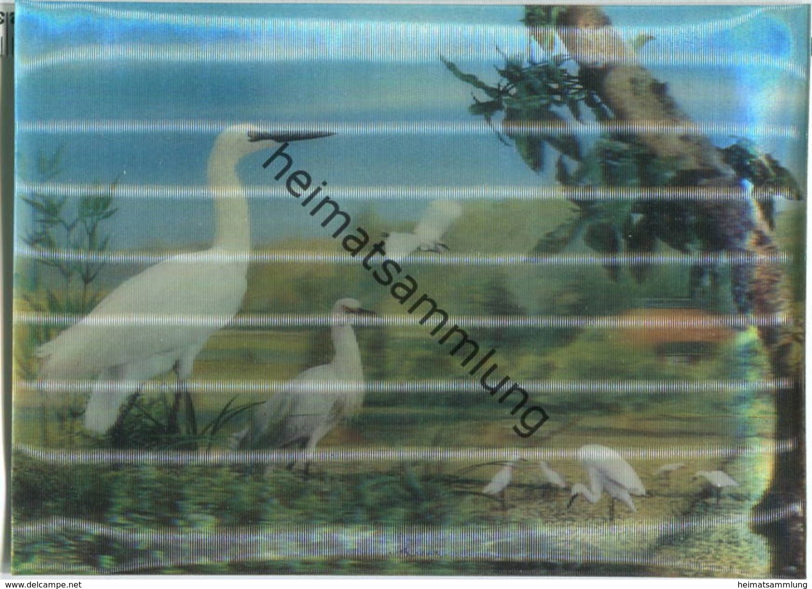 Vögel - Hologrammkarte - Visiorelief - Sonstige & Ohne Zuordnung