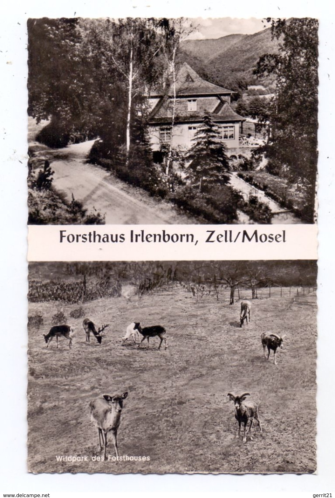 5583 ZELL, Forsthaus Irlenborn, Wildgehege - Zell