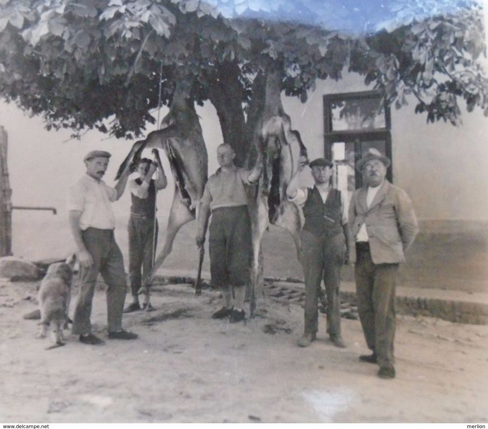 D152378 Hungary Hunting Jagd Chasse - Lot of photos - Hungary  ca 1930's PÉCS - Mecsek ? Somsich Andor