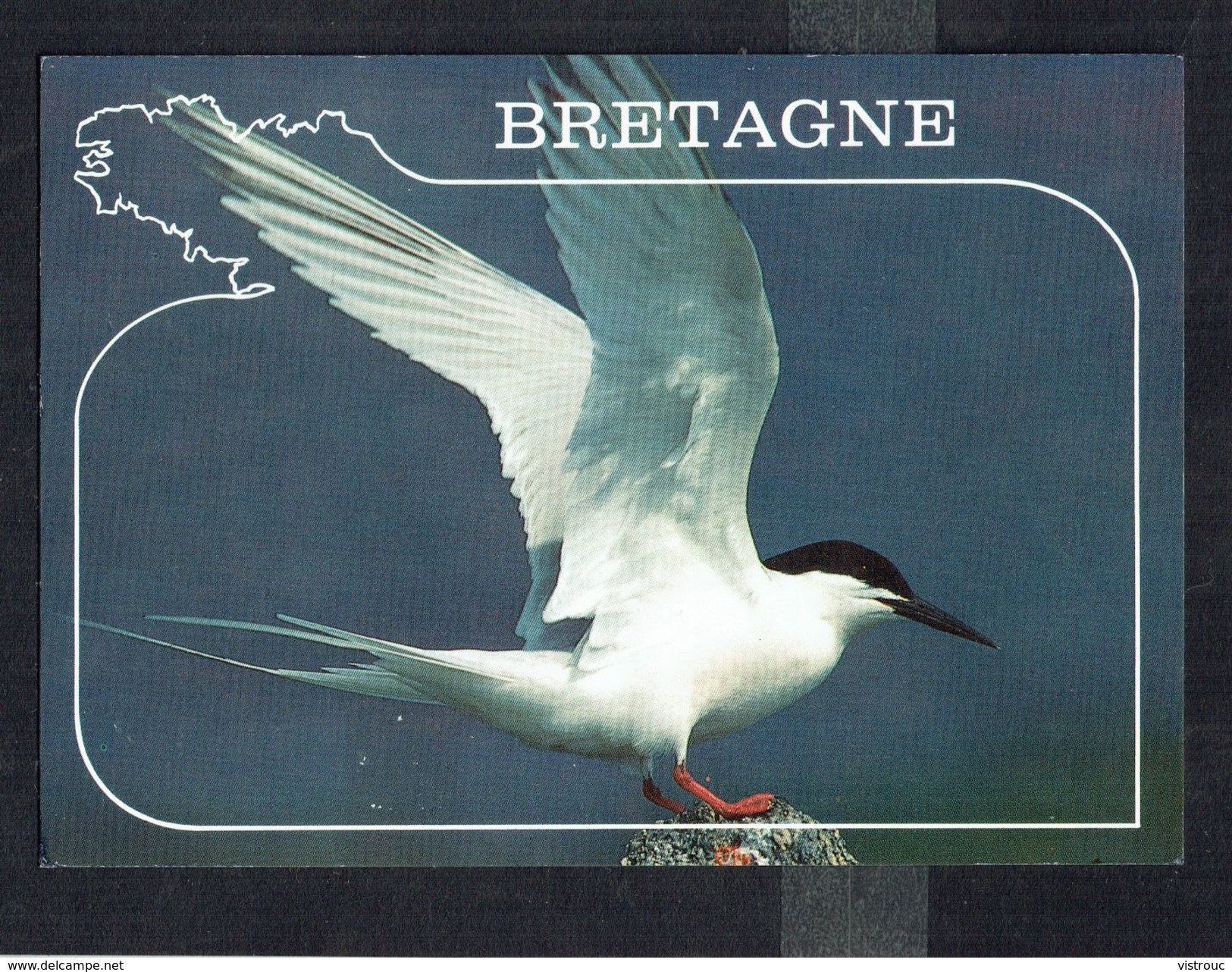 STERNE - Roseate Tern - Rosenseeschwalbe - Non Circulé - Not Circulated - Nicht Gelaufen. - Oiseaux