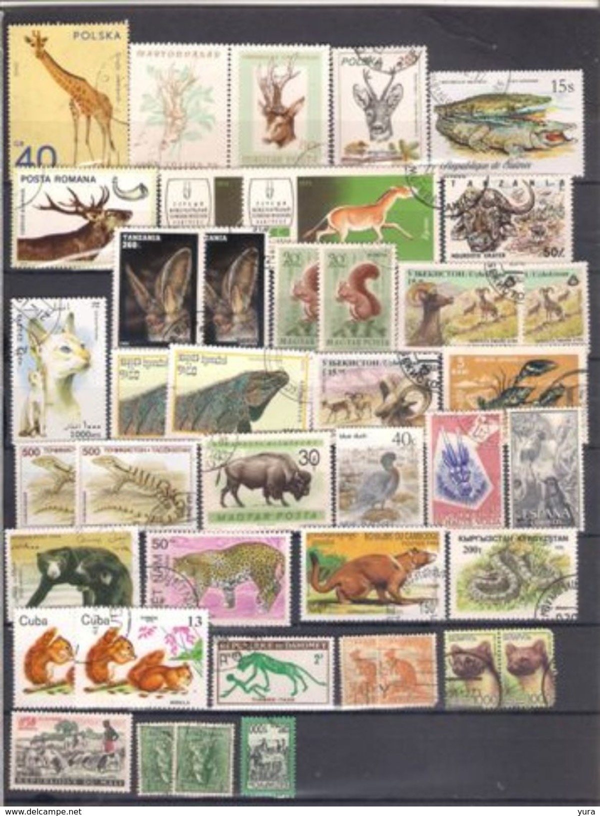 Lot 111 Fauna 40 Different - Other & Unclassified