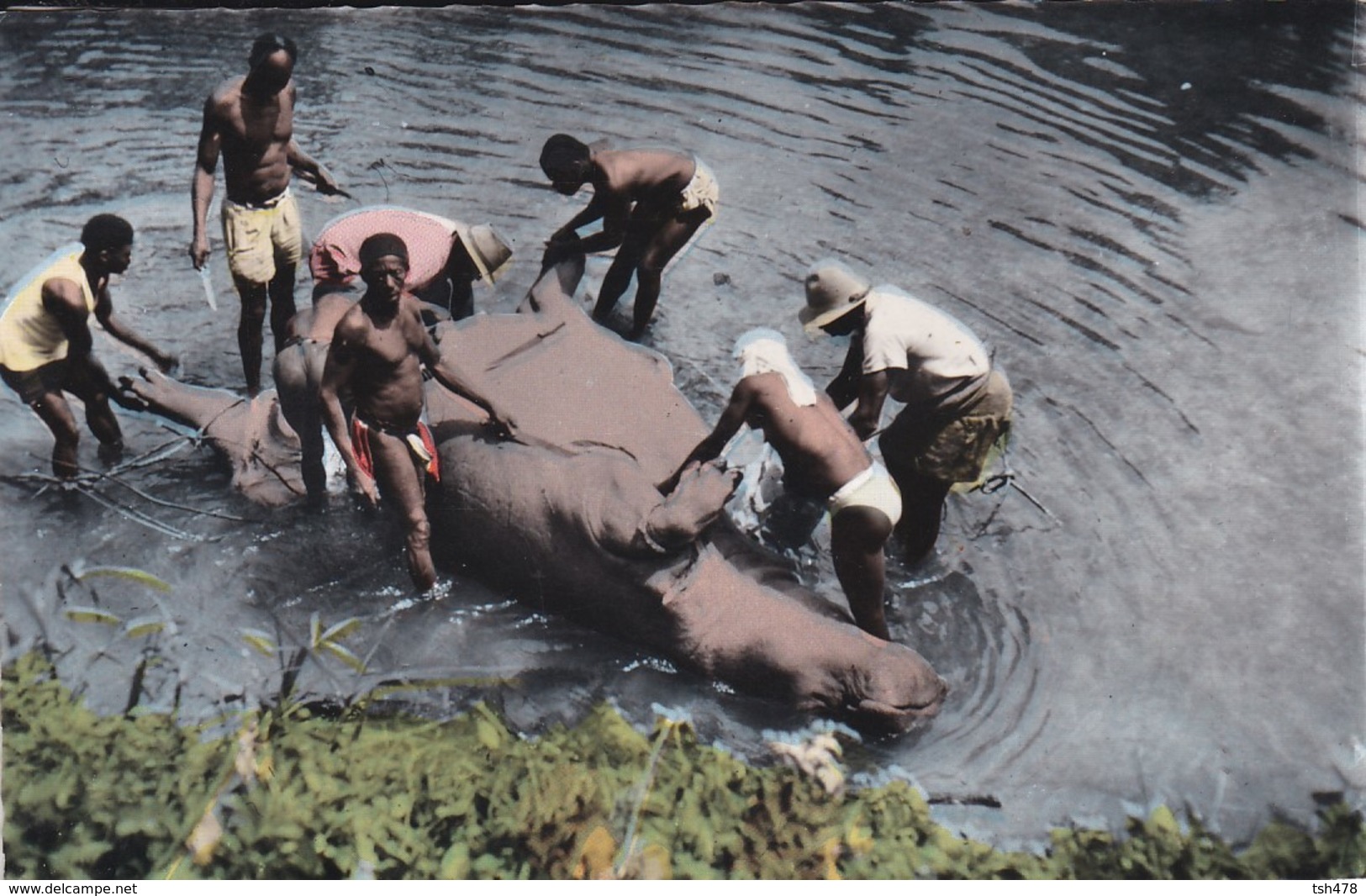 AFRICOLOR--la Chasse à L'hippopotame---voir 2 Scans - Non Classés