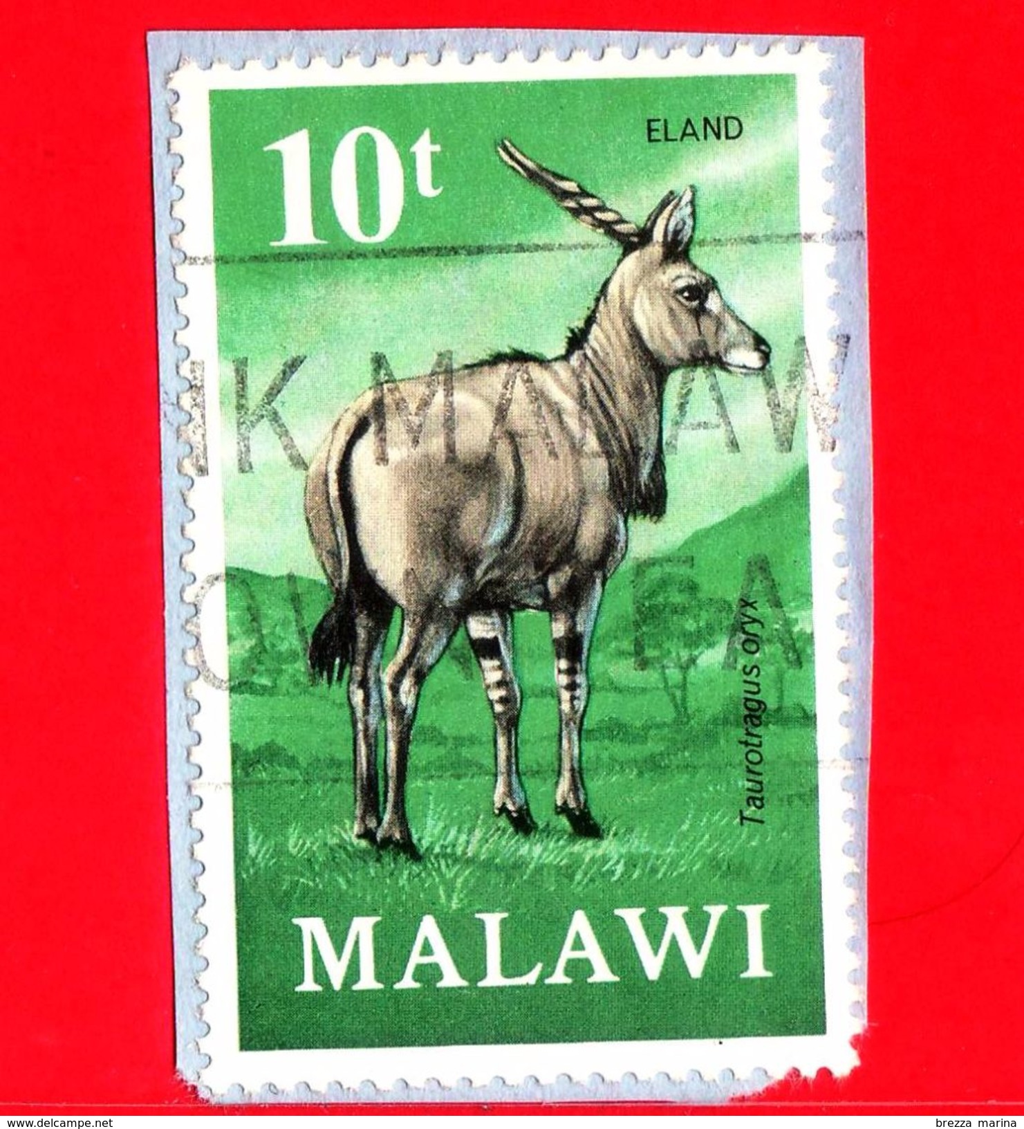 MALAWI - Usato - 1971 - Fauna - Antilope - Taurotragus Oryx Livingstonei - 10 - Malawi (1964-...)