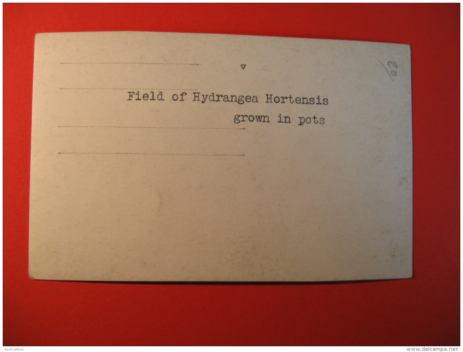 P.J.C. OOSTHOEK &amp; CO  FIELD OF HIDRAGEA HORTENSIS GROW IN POTS ANIMATED   -  B  147 - Noorwegen