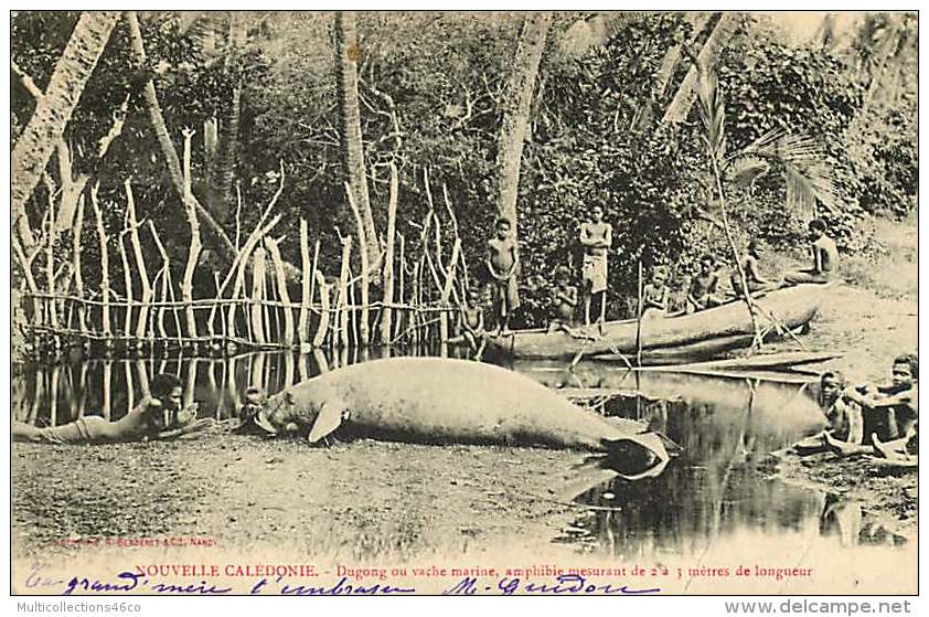 080817 - NOUVELLE CALEDONIE - Dugong Ou Vache Marine Amphibie Mesurant De 2 à 3 Mètres De Longueur - Indigène Tribu - Nouvelle Calédonie