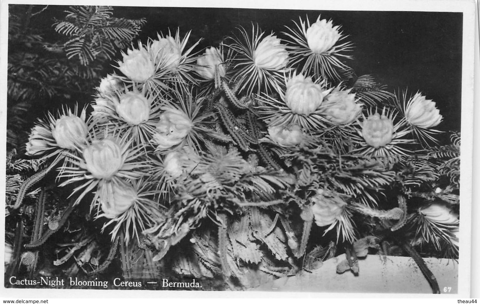 ¤¤  -  ANTILLES   -   BERMUDA   -  Cactus-Nigth Blooming Cereus  -  ¤¤ - Bermudes