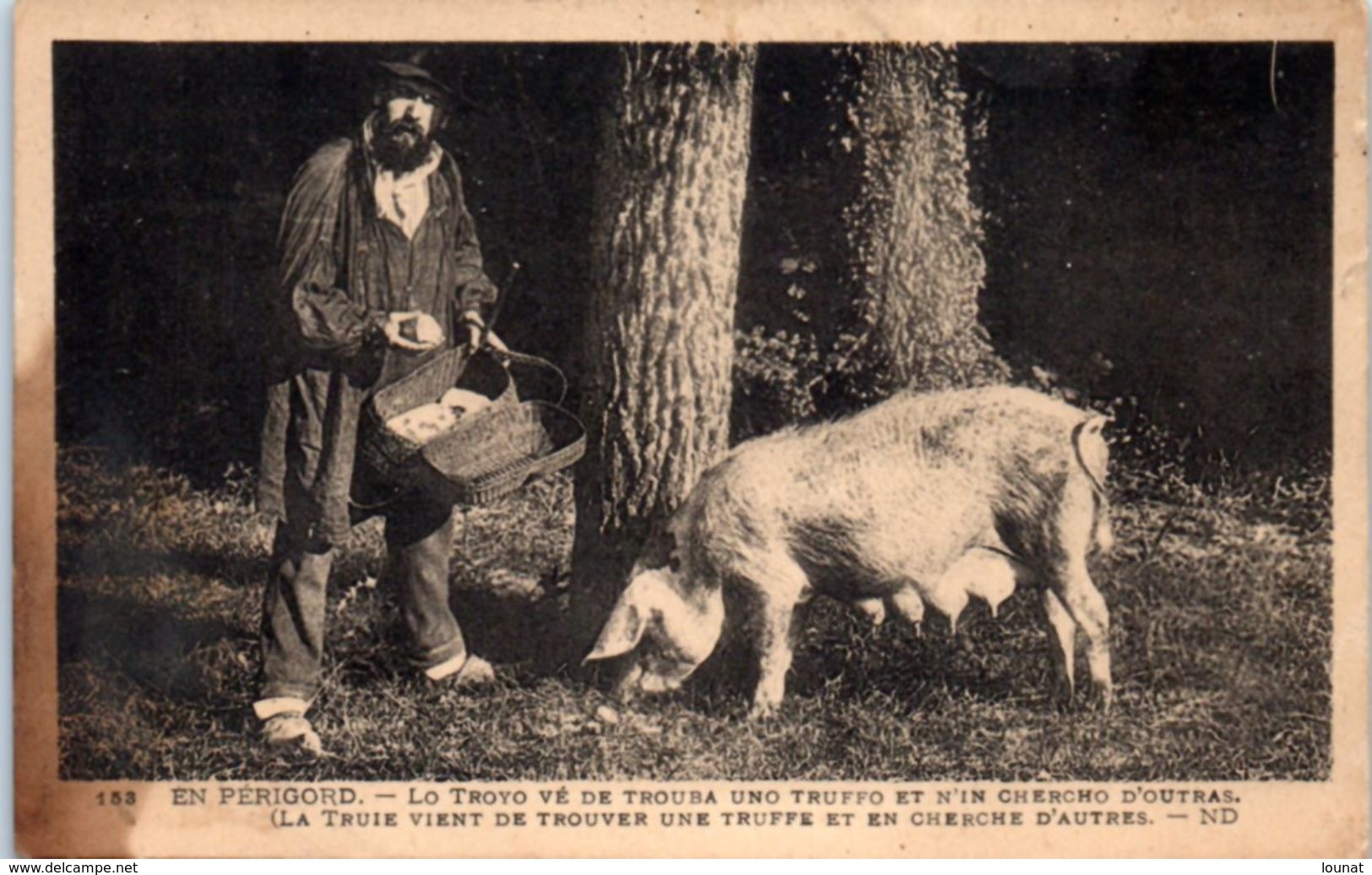 COCHON - En Périgord - La Truite Vient De Trouver Une Truffe Et En Cherche D'autres (tâchée) - Cochons