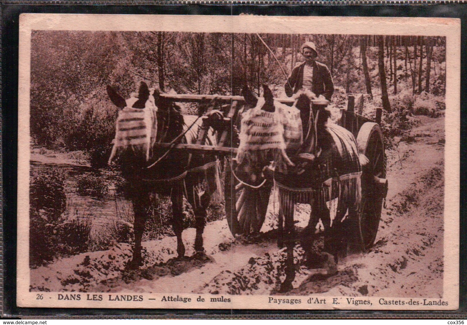 CPA 40 DANS LES LANDES Attelage De MULES - Castets