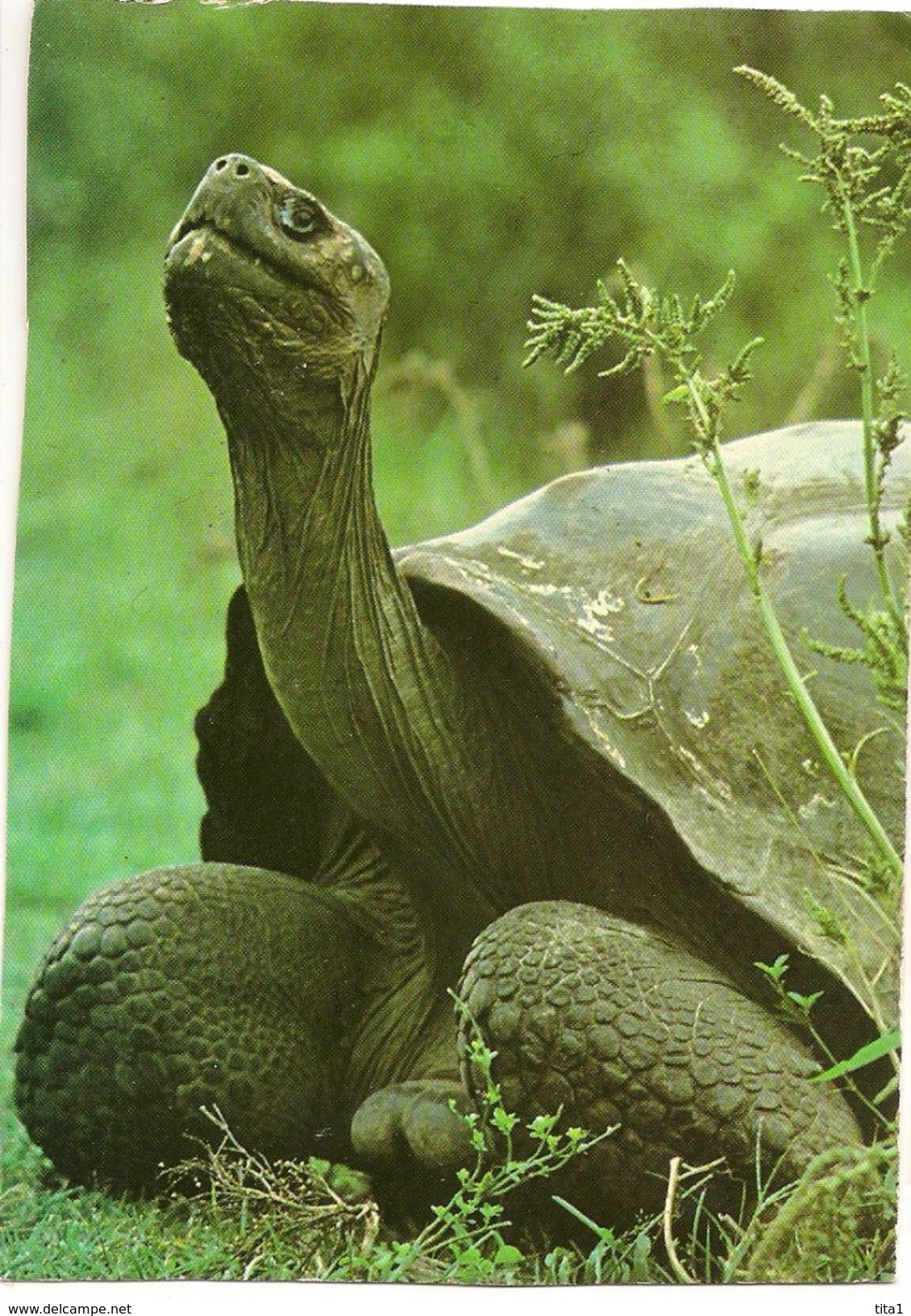 S6544- Tortue Géante - Galapagos - Tartarughe